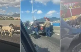 Carneiros são flagrados caminhando tranquilamente na Linha Vermelha
