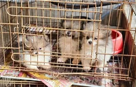 Comissão da Alerj resgata 47 cães vítimas de maus-tratos em canil clandestino