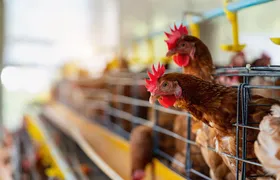 Confirmado primeiro foco de gripe aviária em granja comercial no Brasil