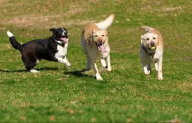 Consultas veterinárias gratuitas acontecem em São Gonçalo no fim de semana