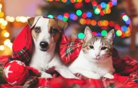 Cuidados essenciais para proteger os pets durante as festas de fim de ano; Confira!