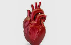 Dia Mundial do Coração: prevenção é o melhor remédio contra doenças cardiovasculares