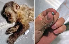 Fêmea de macaco-prego baleada na Gávea morre durante cirurgia no Rio