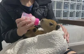 Filhotes de capivara encontrados às margens da Dutra são resgatados e alimentados