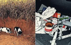 Funcionários da Defesa Civil são presos acusados de dopar e abandonar cachorros