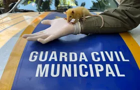 Gambá bebê é resgatado pela Guarda Municipal de Niterói