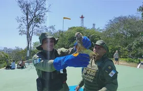 Gavião Carcará Branco é resgatado e devolvido à natureza após reabilitação em Niterói