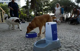 Governo do Rio promove hidratação para pets durante a onda de calor