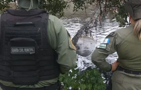 Guarda Ambiental de Niterói atua no monitoramento de elefante-marinho