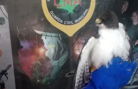 Guarda Ambiental de Niterói resgata gavião ferido no Largo da Batalha