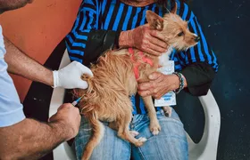 Itaboraí inicia Campanha de Vacinação Antirrábica para cães e gatos nesta segunda