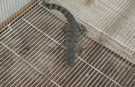 Jacaré que era mascote do trafico é apreendido durante operação na Zona Norte do Rio