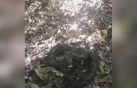 Jiboia de dois metros é encontrada dentro de máquina de lavar em Niterói