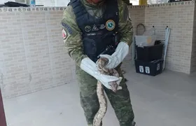 Jiboia ferida é resgatada em residência na Estrada do Retiro, em Maricá