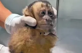 Macaca-prego corre risco de paraplegia após ser baleada na Zona Sul do Rio