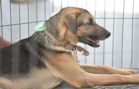 Maricá promove 8ª feira de adoção de cães e gatos neste sábado (19)