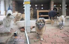 Mercado atacadista recebe eventos de adoção de cães e gatos em parceria com ONGs