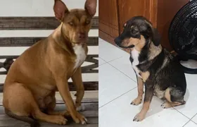 Mulher Abacaxi procura por suas cachorras desaparecidas e oferece R$ 5 mil