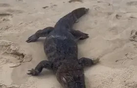 Niterói: Jacaré é encontrado morto na praia de Piratininga