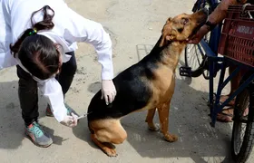 Niterói oferece vacina antirrábica para animais a partir de sábado (04); confira onde vacinar