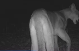 Onça-parda ameaçada de extinção é flagrada em Maricá; Vídeo