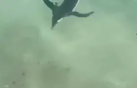 Pinguim encanta banhistas em Praia do Arpoador