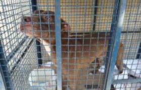 Pitbull invade escola e ataca seis crianças na Zona Oeste do Rio