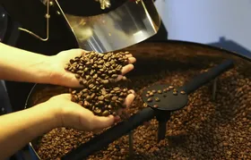 Preço do café cai pela primeira vez depois de 18 meses
