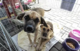 Prefeitura de Maricá promove Feira de Adoção de Cães e Gatos neste sábado (11/10)