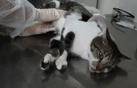 Prefeitura de Niterói agenda consulta veterinária gratuita pelo Colab nesta sexta-feira (1)