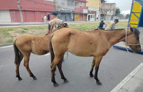 Prefeitura de São Gonçalo já retirou das ruas 96 animais de grande porte nos últimos seis meses