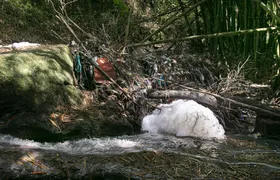 Rio Sapê: comunidade se mobiliza para recuperar biodiversidade e resgatar memórias