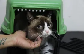 São Gonçalo abre quase 2 mil vagas para castração de cães e gatos
