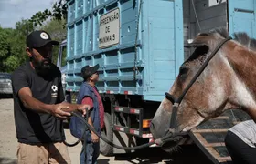 São Gonçalo lança edital para doação de animais de grande porte apreendidos
