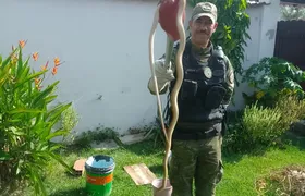 Serpente é resgatada em residência em Itaipuaçu, Maricá