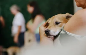 Shopping em São Gonçalo promove feira de adoção pet neste domingo (8)