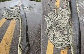 Sucuri grávida atropelada na estrada tinha mais de 100 filhotes.