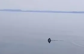 Suposto tubarão é visto na Baía de Guanabara em São Gonçalo; vídeo