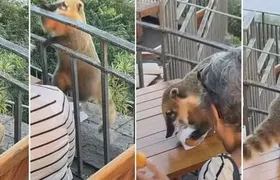 Turista tem lanche “roubado” por quati no Cristo Redentor