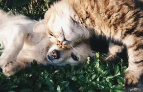Universo promove orientação veterinária gratuita no Barreto, em Niterói