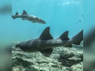 Turista é mordida por tubarão durante passeio em Fernando de Noronha