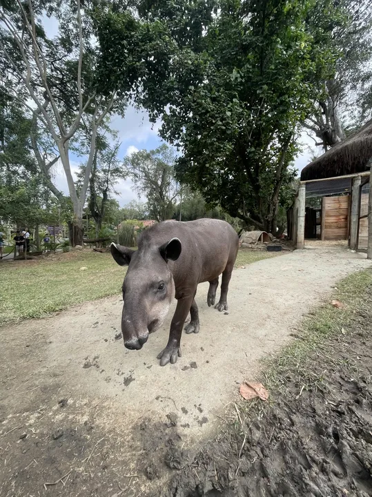 O nome vencedor foi escolhido entre sugestões que faziam referência a características do animal, elementos da natureza brasileira e até ao universo da animação