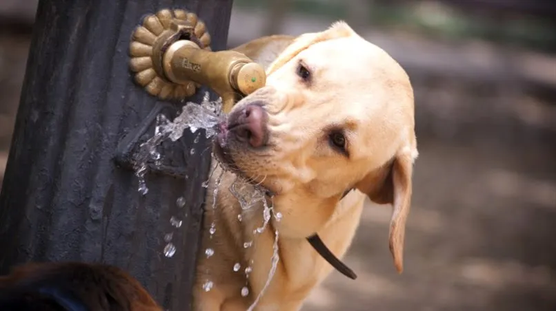 Os bebedouros poderão ser distribuídos em pontos estratégicos, como praças e espaços públicos, mediante convênio com os municípios, onde haja maior incidência de animais