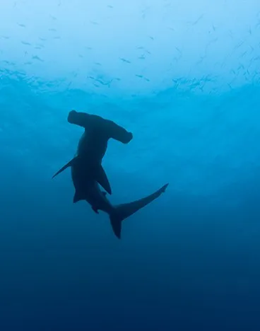 A descoberta acende um alerta sobre os impactos da poluição química no ambiente oceânico