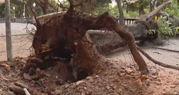 Ainda na manhã desta sexta, agentes da Comlurb atuavam no local para remover a árvore, que está sendo cortada aos poucos