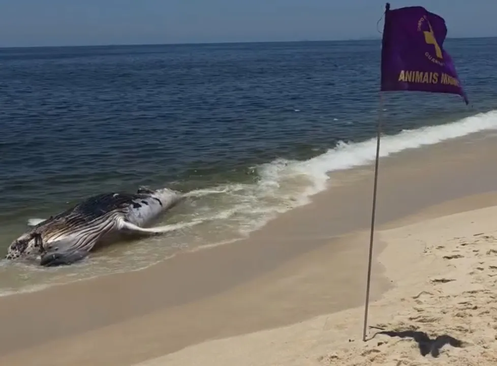 Nas redes sociais circulam vídeos e fotos da baleia, registrados por banhistas que passavam pela praia