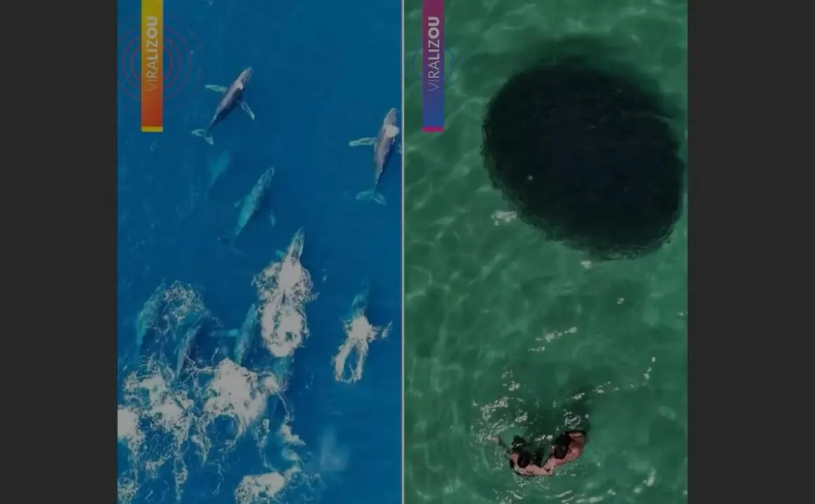 Imagens de drone mostram espetáculo da vida marinha em Arraial do Cabo e Cabo Frio