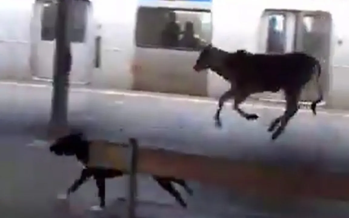 Imagens gravadas por um passageiro e compartilhadas nas redes sociais mostram o bezerro correndo