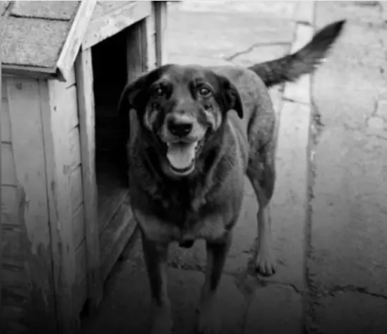 O animal precisou ser submetido à eutanásia depois das agressões