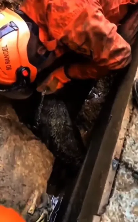 O animal foi devolvido para a tutora sem ferimentos graves